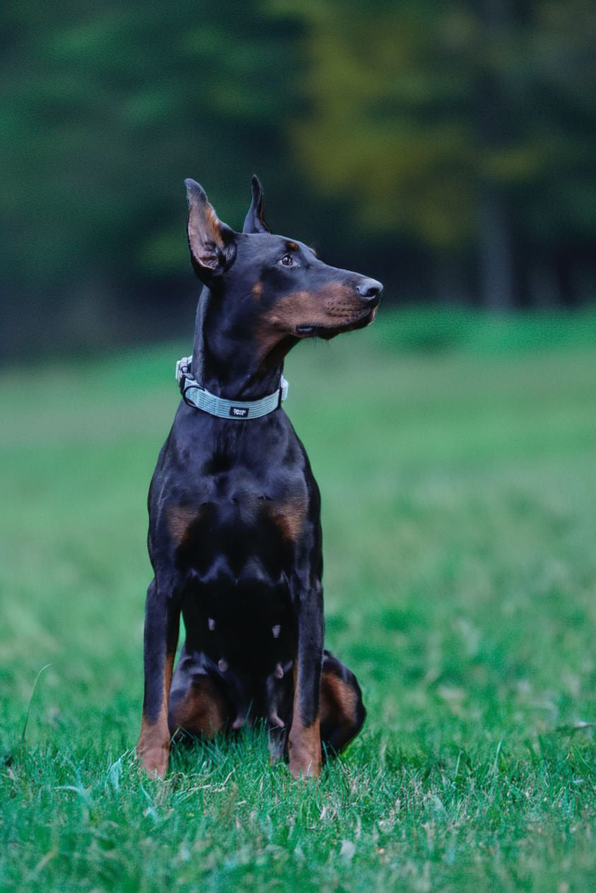 Sage Green Corduroy Collar