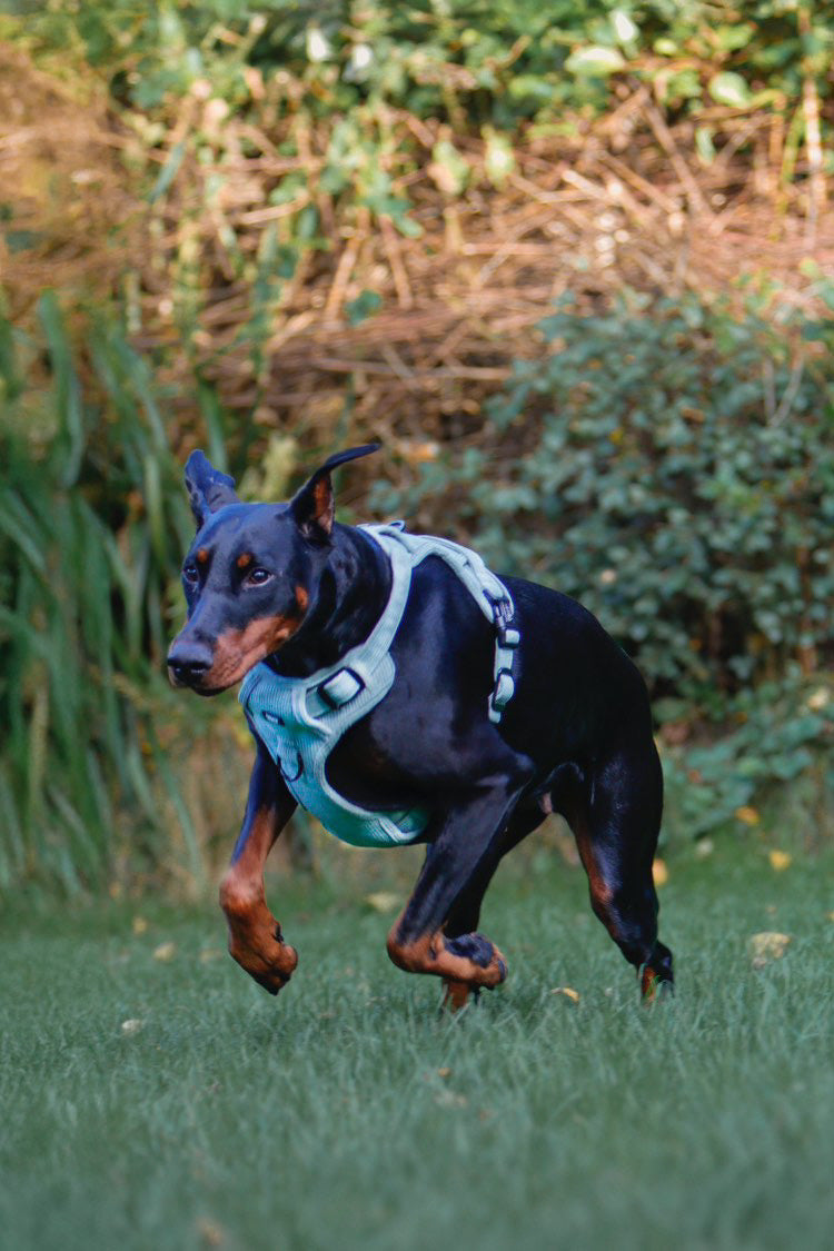 Sage Green Corduroy Tough Harness
