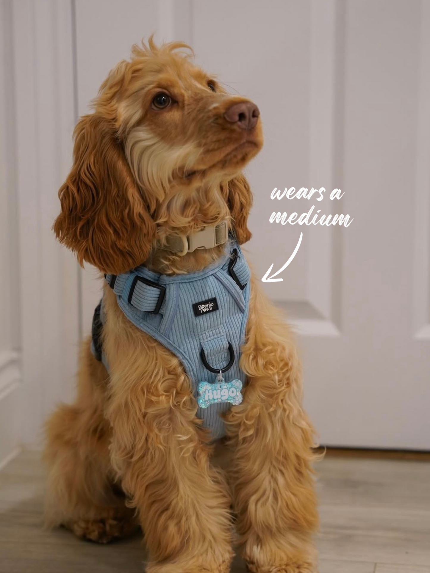 Blue Corduroy Tough Harness