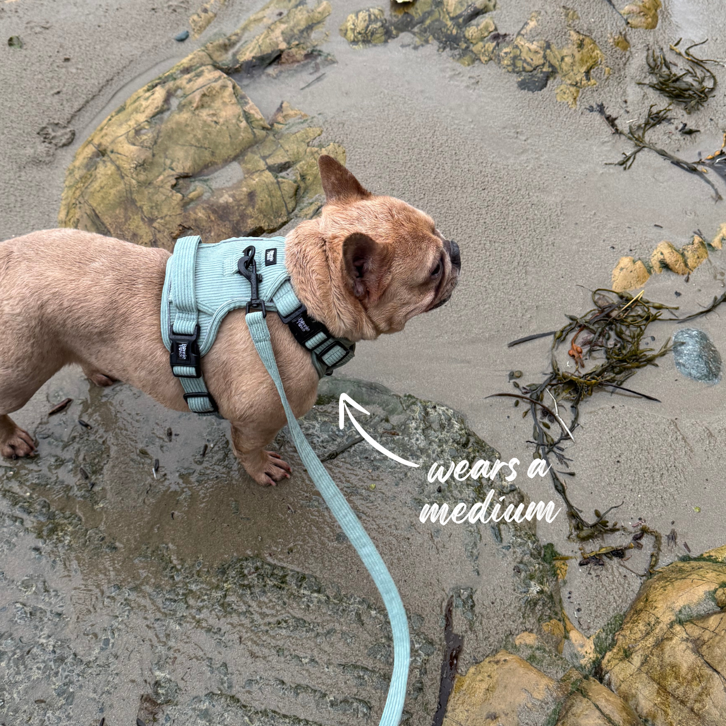 Sage Green Corduroy Tough Harness