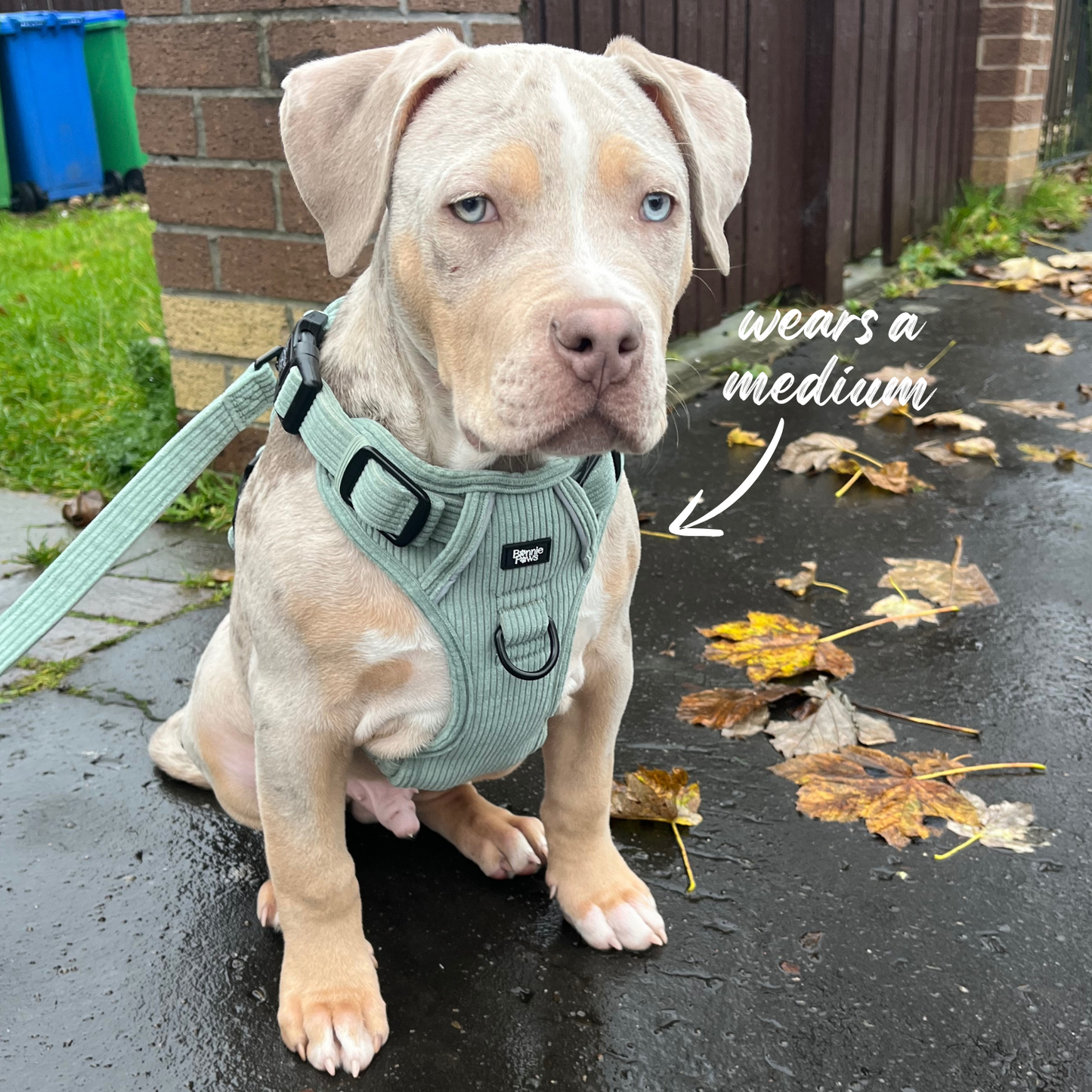 Sage Green Corduroy Tough Harness
