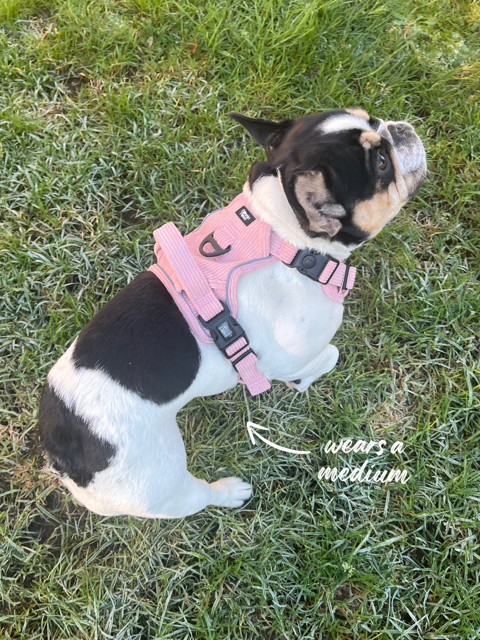 Pink Corduroy Tough Harness