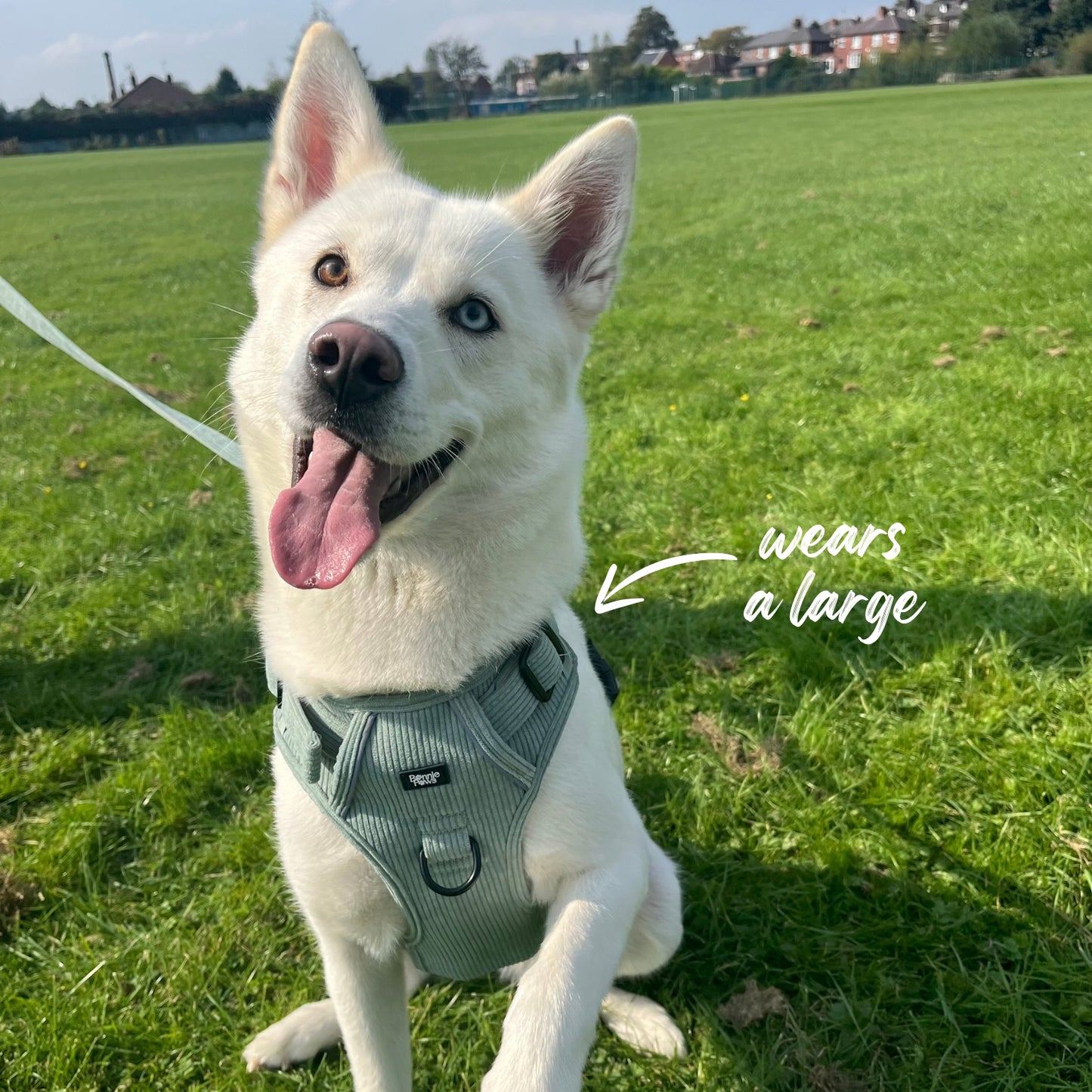 Sage Green Corduroy Tough Harness